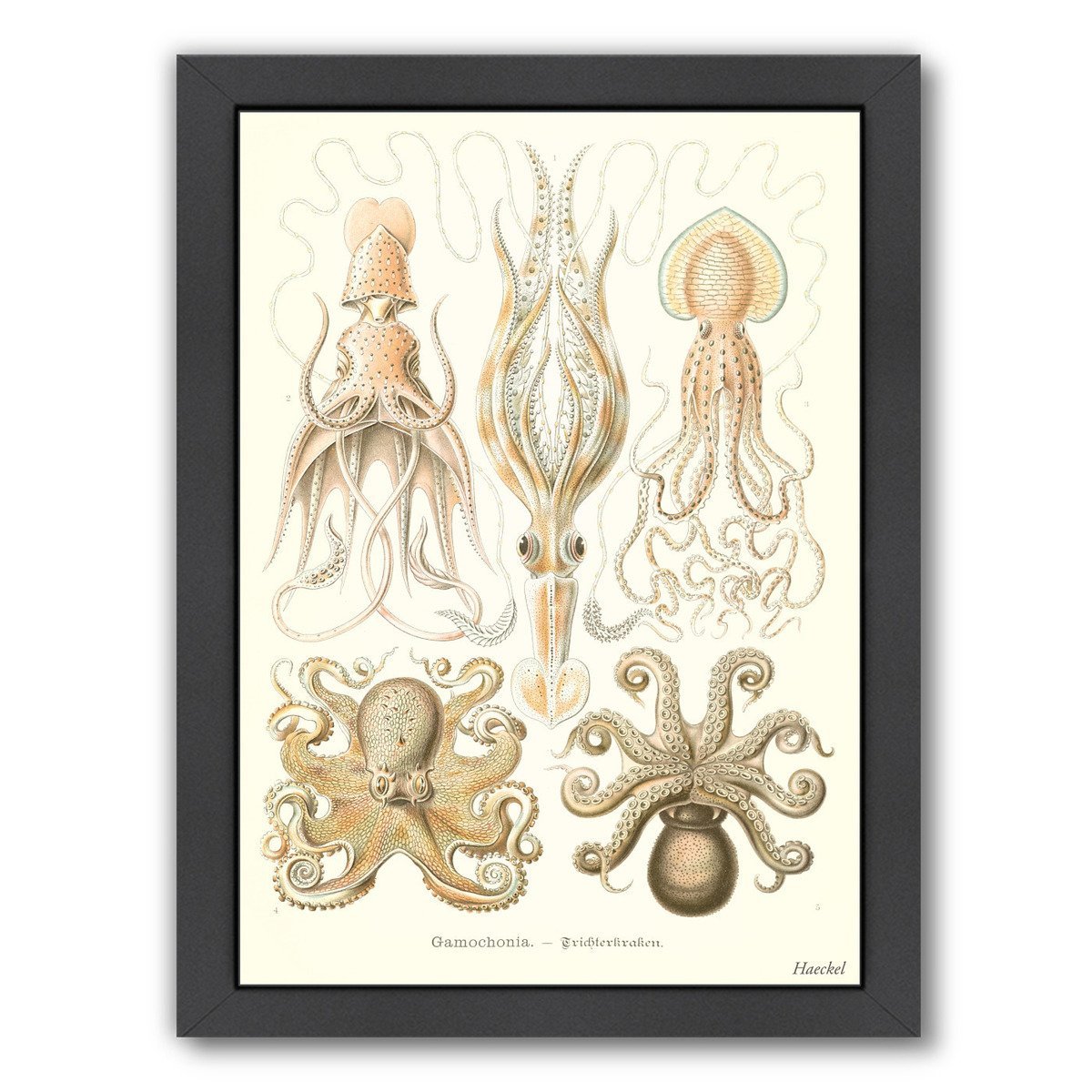 Cephalopods by Found Image Press Framed Print - Americanflat