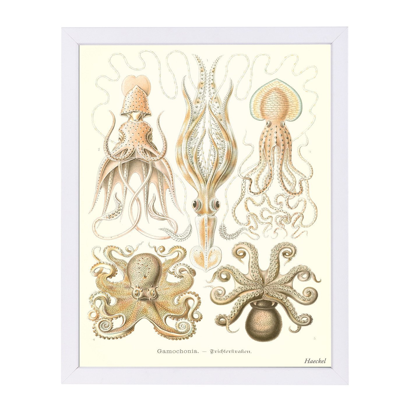 Cephalopods by Found Image Press Framed Print - Americanflat