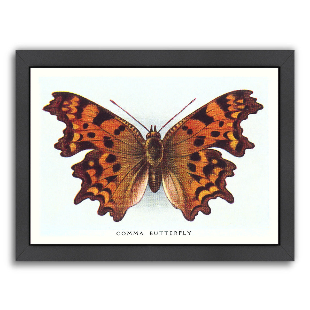 Comma Butterfly by Found Image Press Framed Print - Americanflat