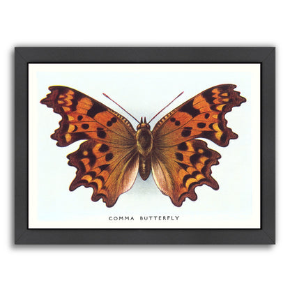 Comma Butterfly by Found Image Press Framed Print - Americanflat