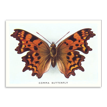 Comma Butterfly by Found Image Press Art Print - Art Print - Americanflat