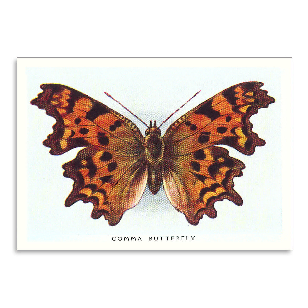 Comma Butterfly by Found Image Press Art Print - Art Print - Americanflat