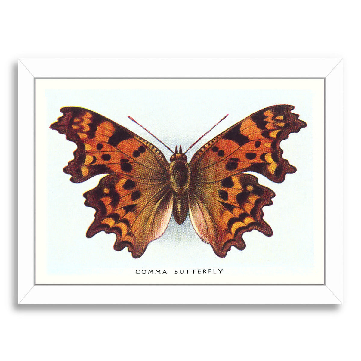 Comma Butterfly by Found Image Press Framed Print - Americanflat