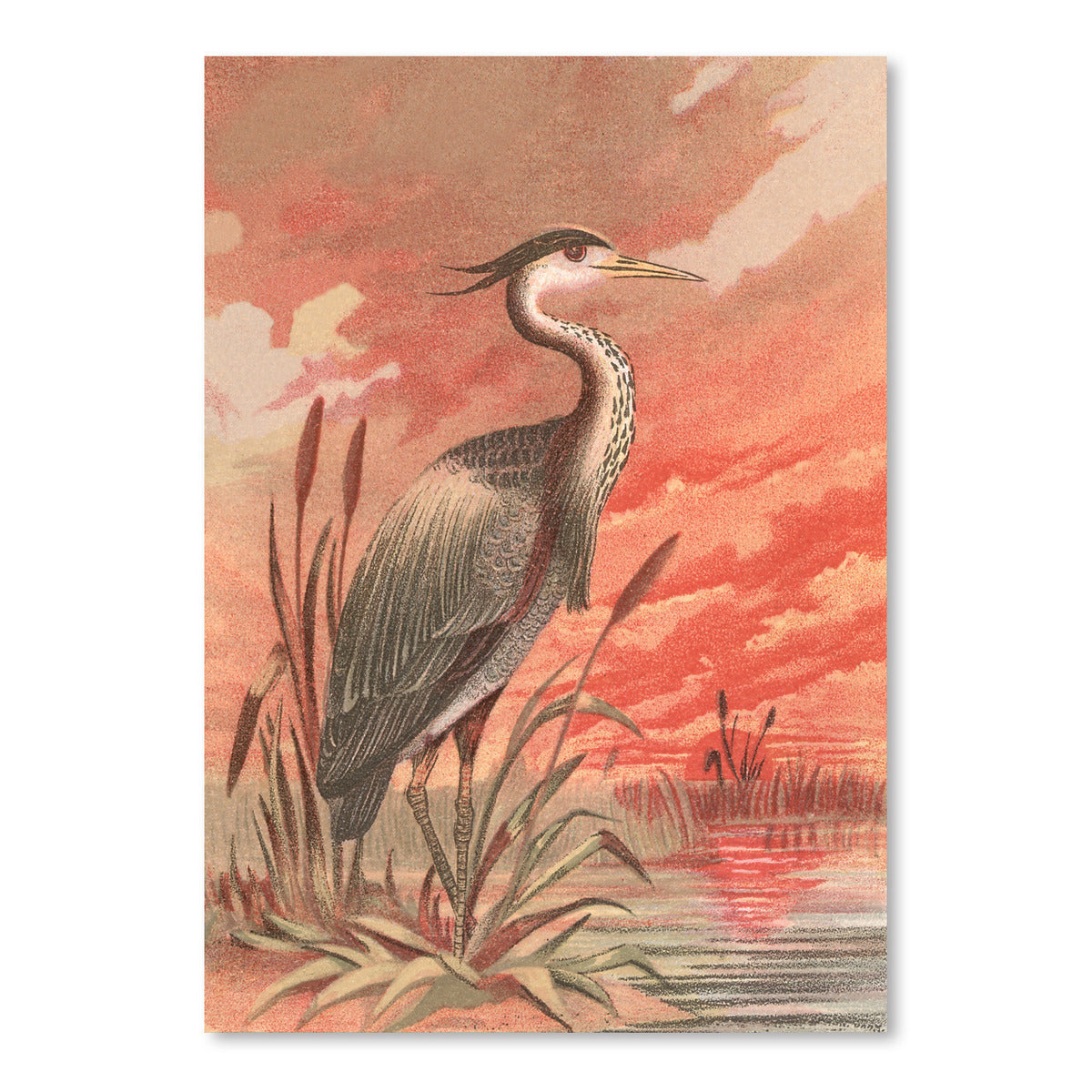 Crane In Marsh At Sunset by Found Image Press Art Print - Art Print - Americanflat