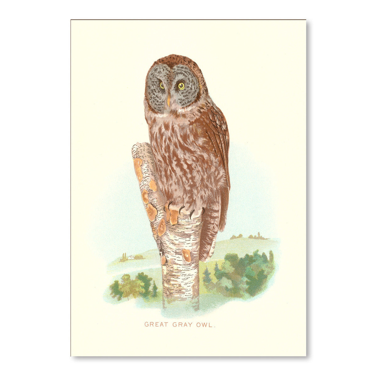 Great Gray Owl by Found Image Press Art Print - Art Print - Americanflat