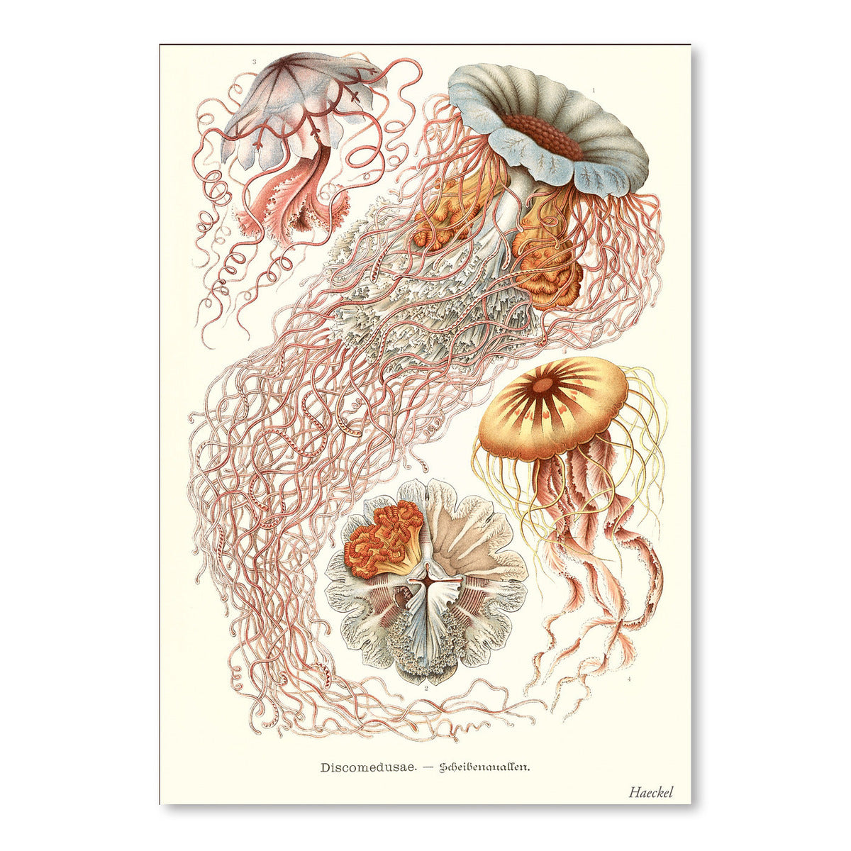 Jellyfish by Found Image Press Art Print - Art Print - Americanflat
