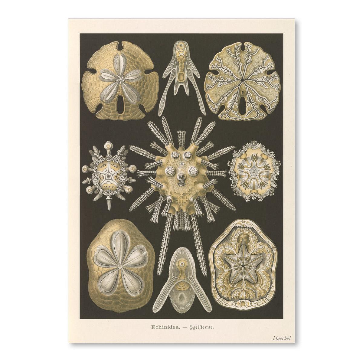 Sand Dollars by Found Image Press Art Print - Art Print - Americanflat