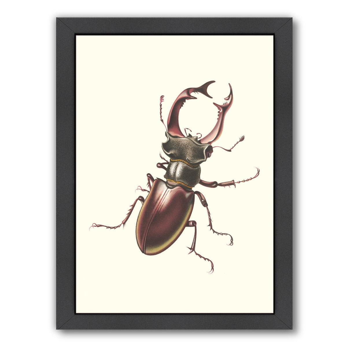 Staghorn Beetle by Found Image Press Framed Print - Americanflat