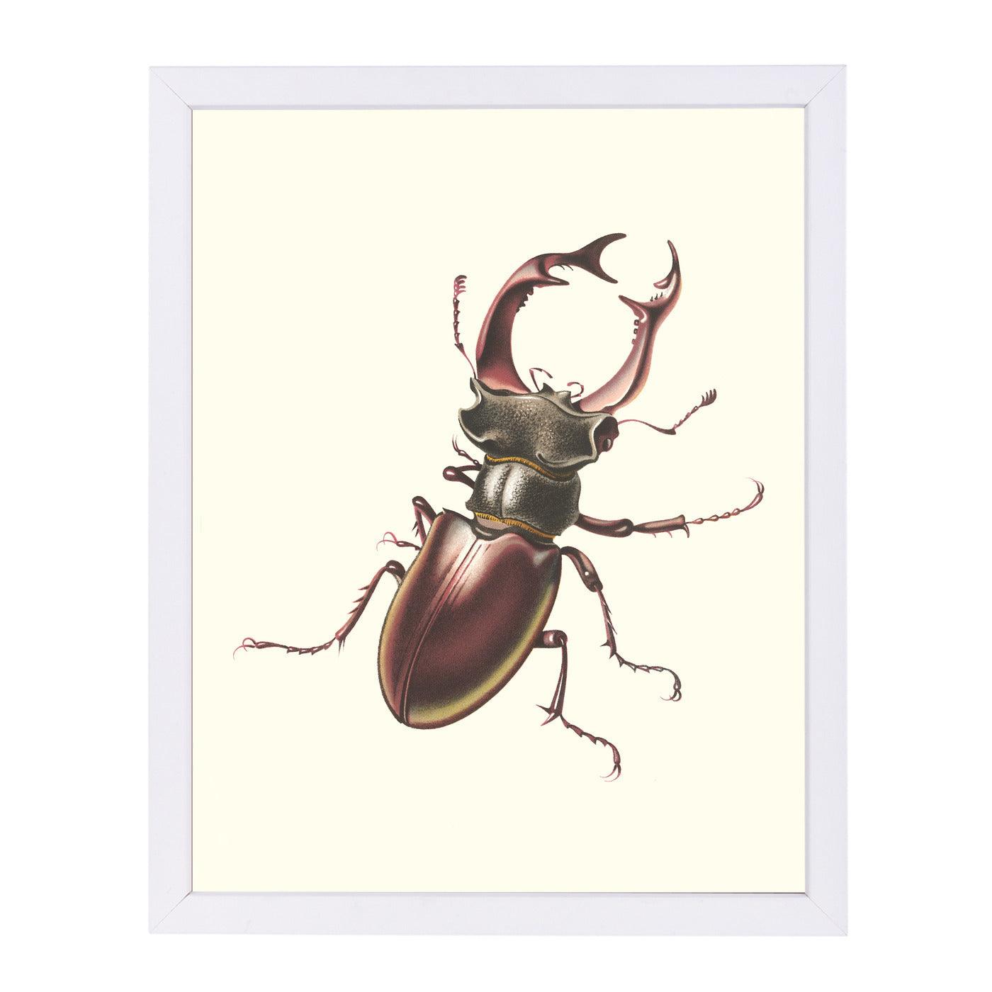 Staghorn Beetle by Found Image Press Framed Print - Americanflat