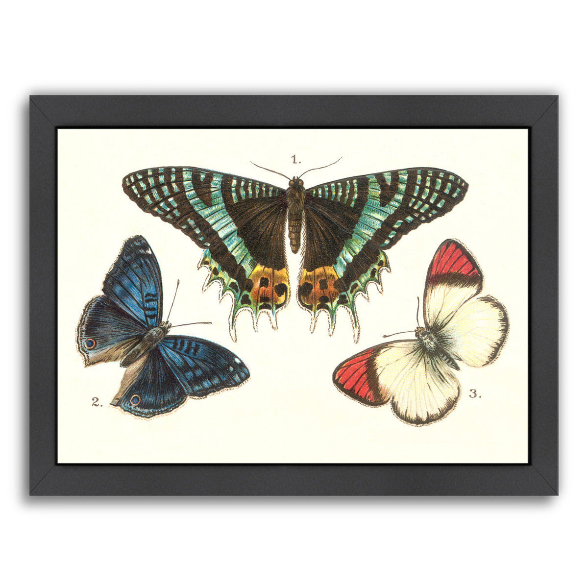 Three Butterflies by Found Image Press Framed Print - Americanflat