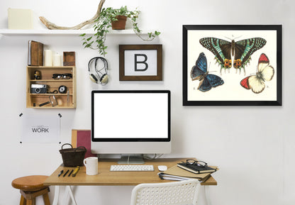 Three Butterflies by Found Image Press Framed Print - Americanflat