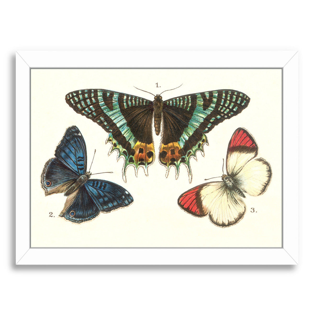 Three Butterflies by Found Image Press Framed Print - Americanflat