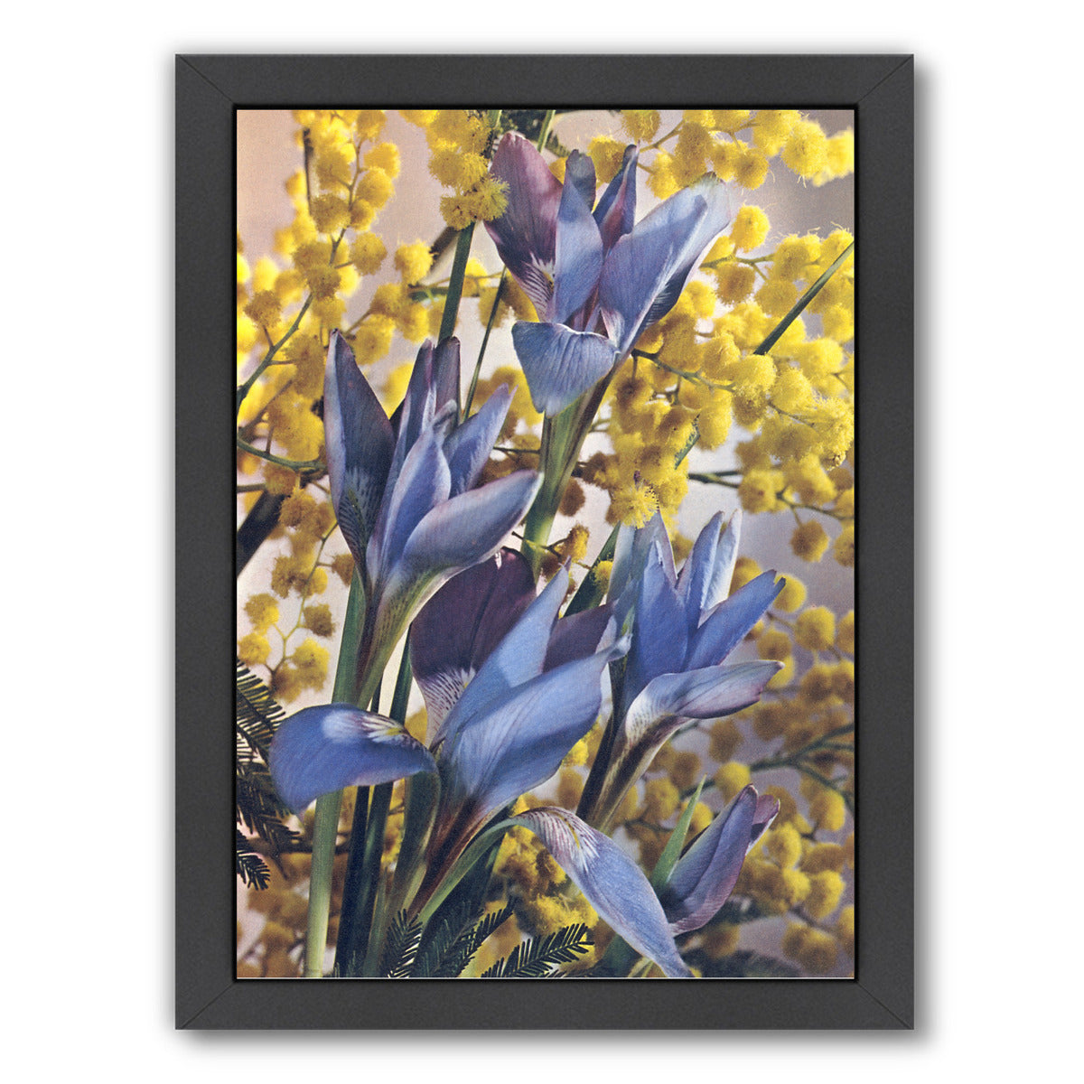 Wild Irises by Found Image Press Framed Print - Americanflat