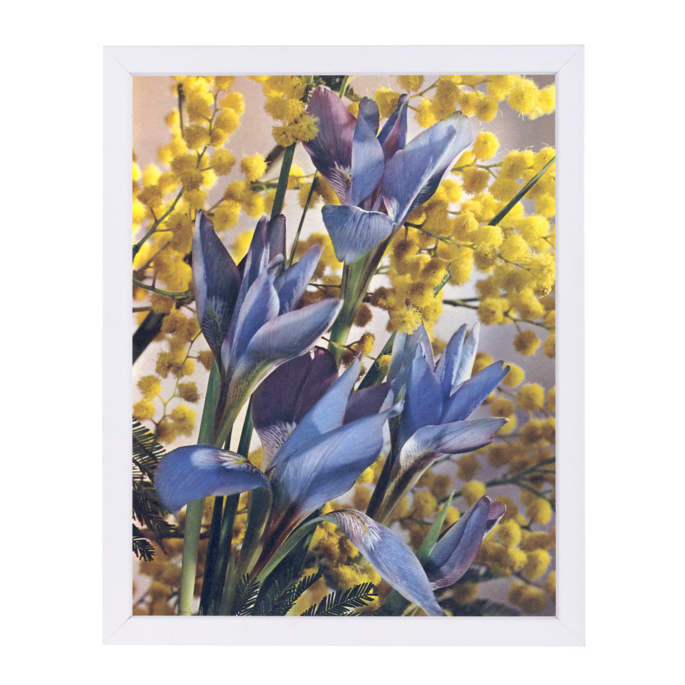 Wild Irises by Found Image Press Framed Print - Americanflat