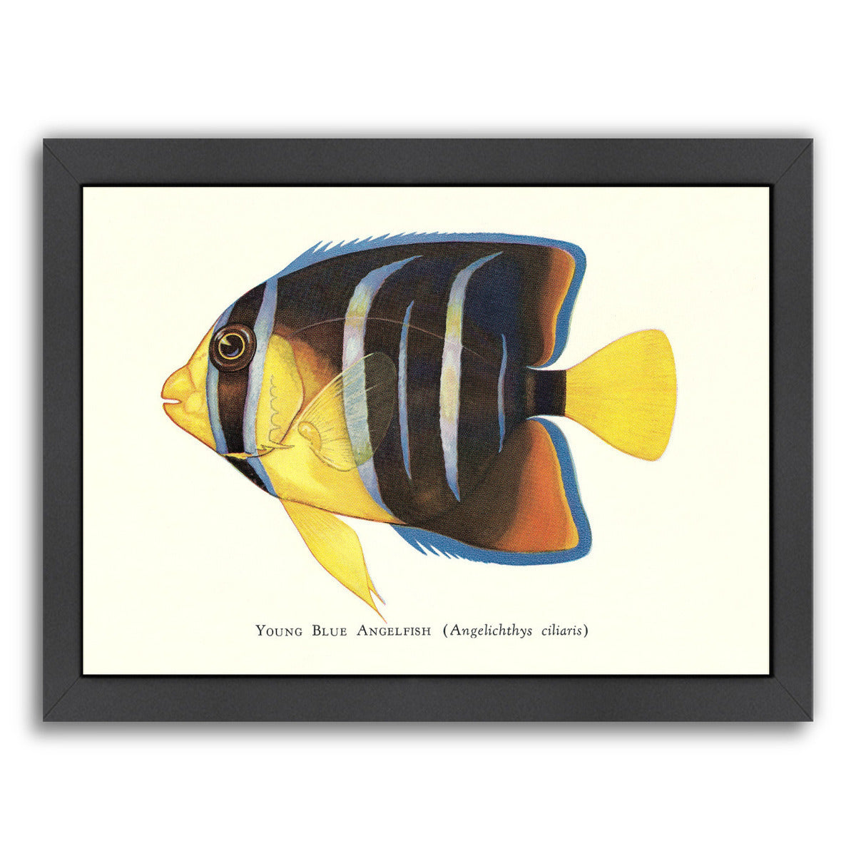 Young Blue Angelfish by Found Image Press Framed Print - Americanflat