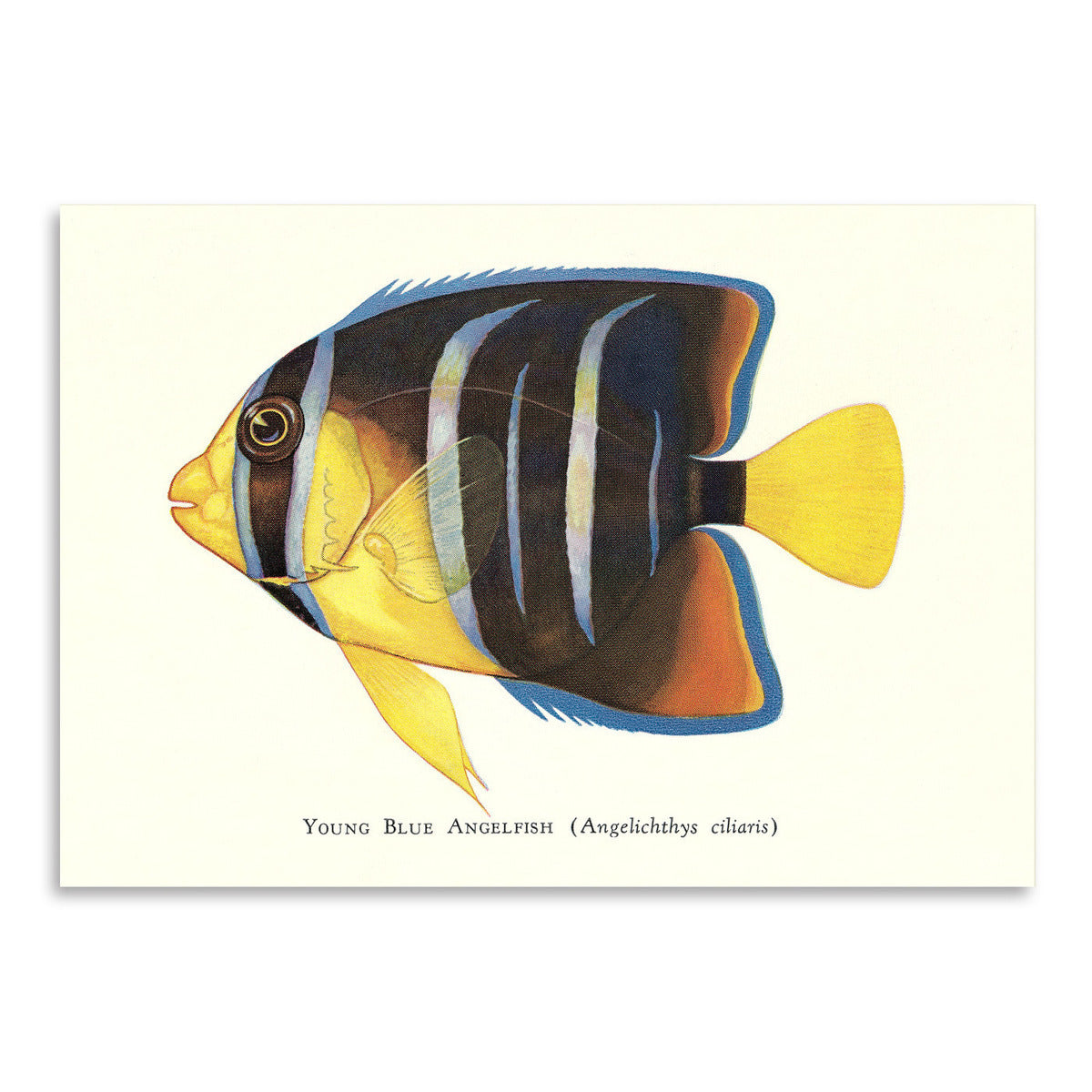 Young Blue Angelfish by Found Image Press Art Print - Art Print - Americanflat