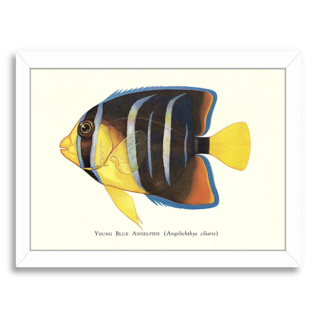 Young Blue Angelfish by Found Image Press Framed Print - Americanflat