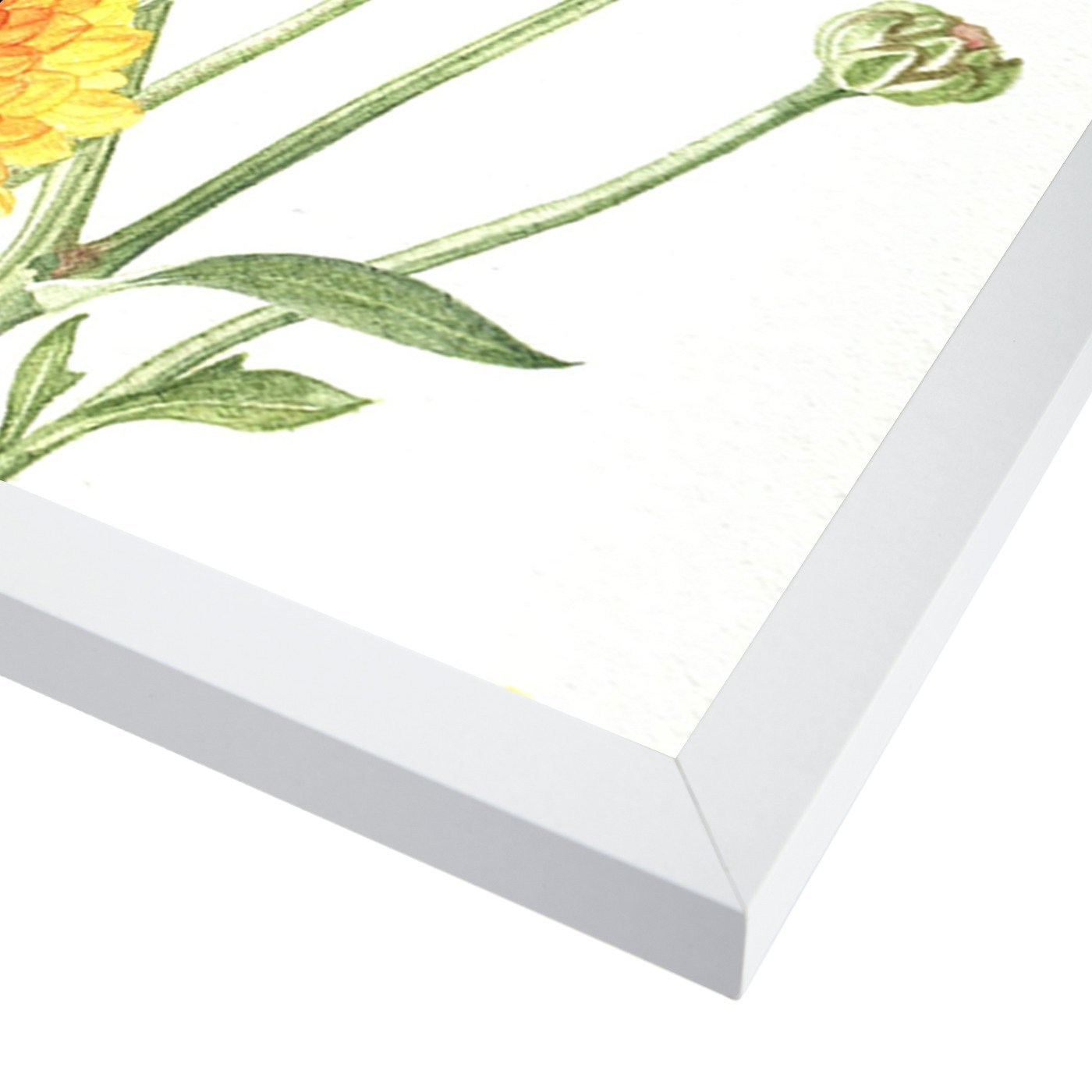 Chrysanthemum Card by Elizabeth Hellman Framed Print - Americanflat