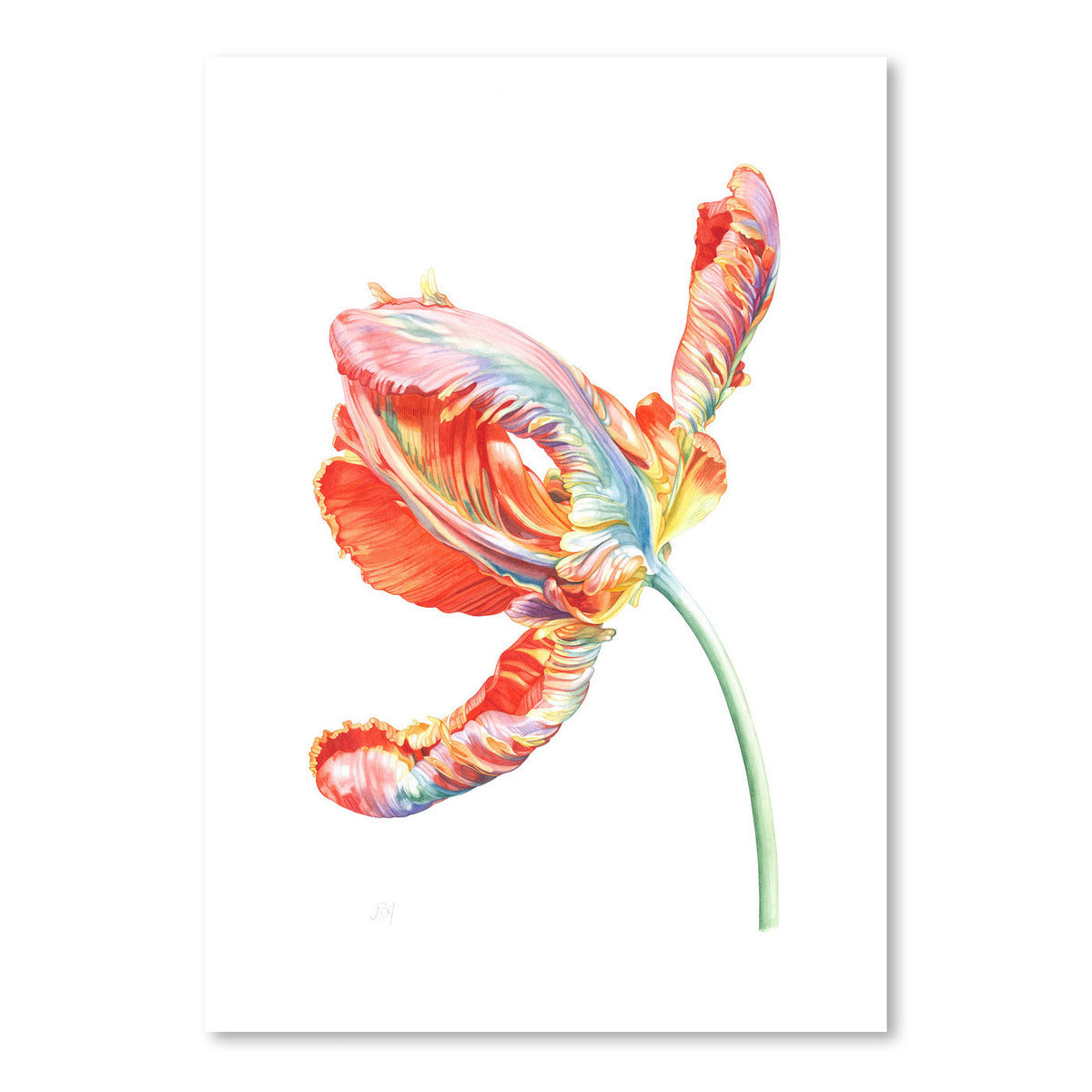Parrot Tulip by Elizabeth Hellman Art Print - Art Print - Americanflat