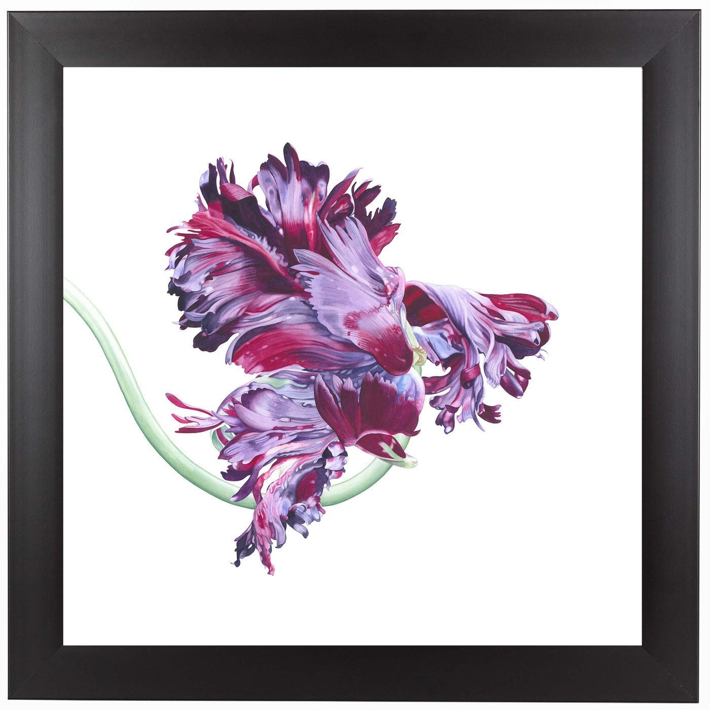 Black Parrot Tulip No 1 by Elizabeth Hellman Framed Print - Americanflat
