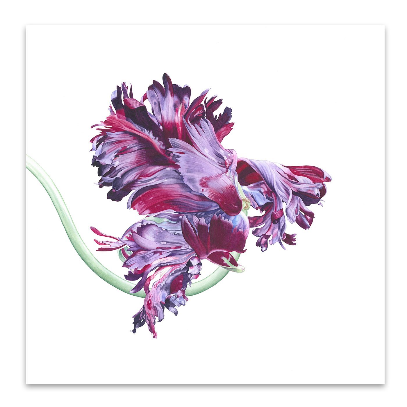 Black Parrot Tulip No 1 by Elizabeth Hellman Art Print - Art Print - Americanflat