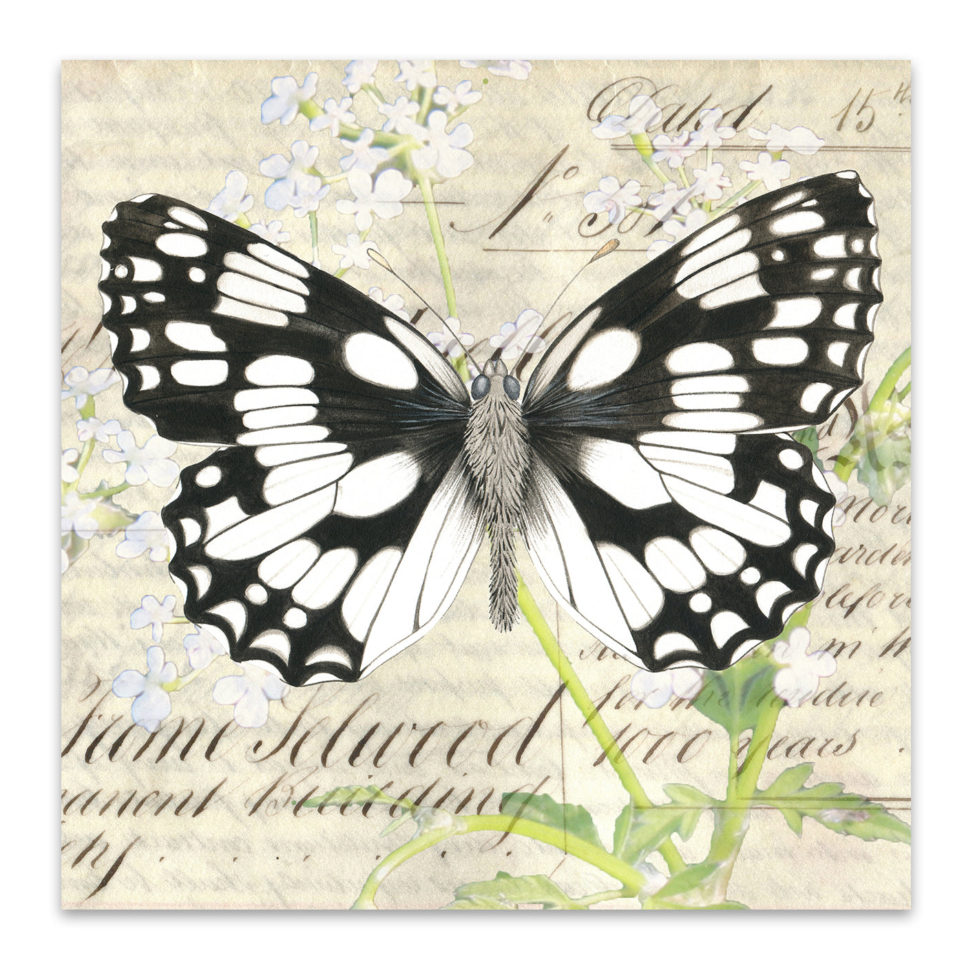 Marbled white Cow Parsley by Elizabeth Hellman Art Print - Art Print - Americanflat