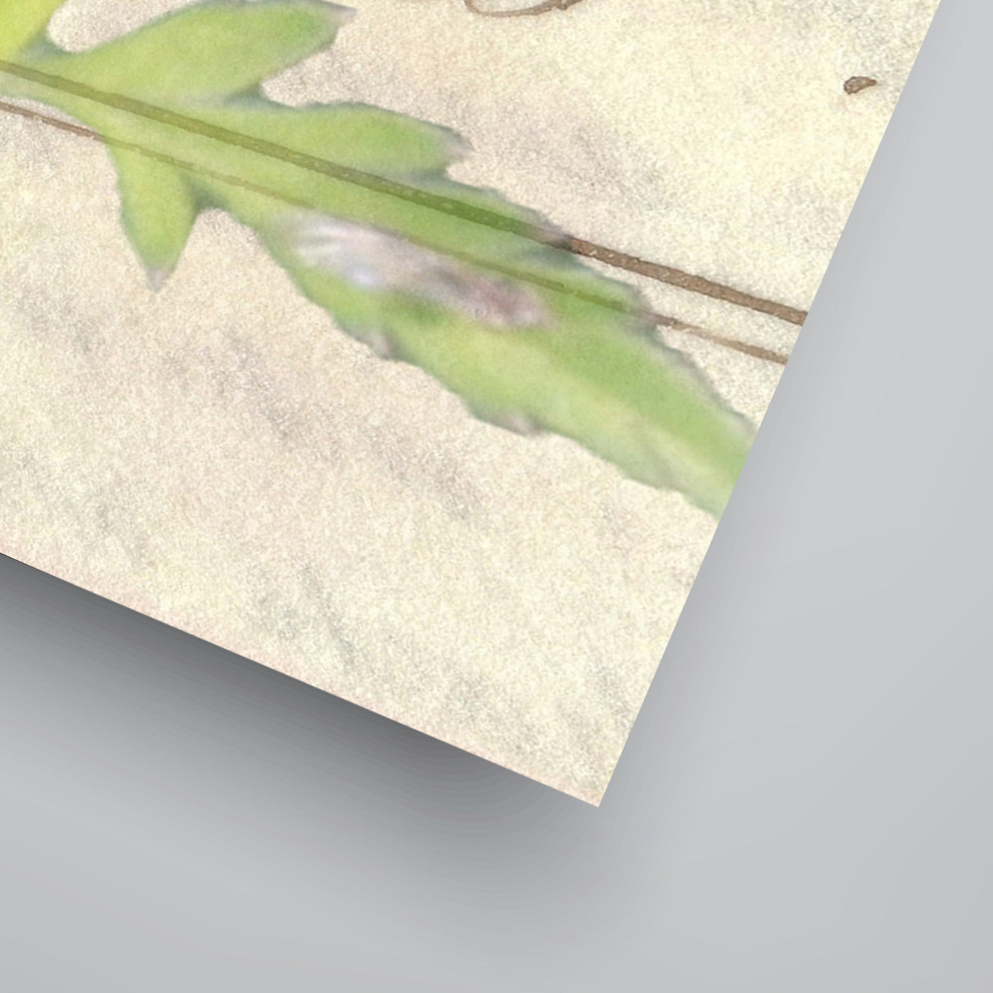 Marbled white Cow Parsley by Elizabeth Hellman Art Print - Art Print - Americanflat