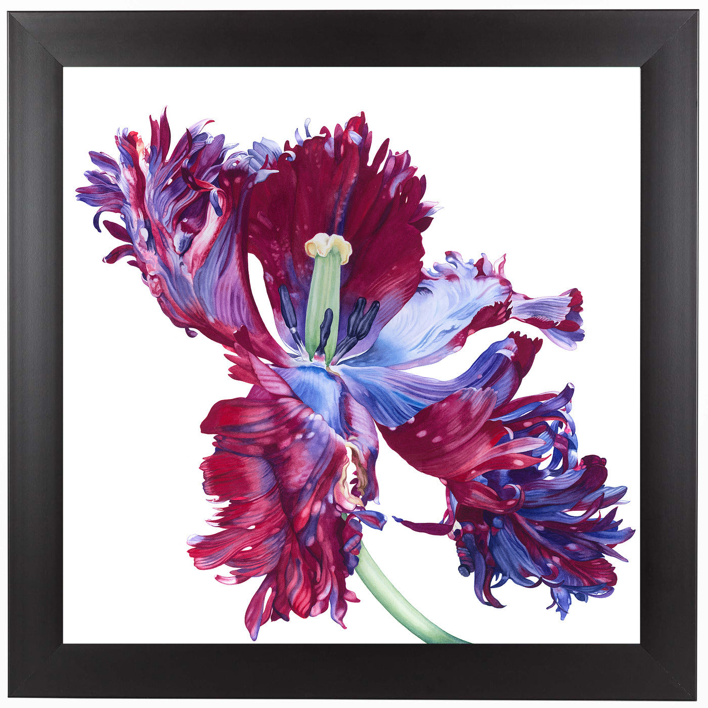 Parrot Tulip No 3 by Elizabeth Hellman Framed Print - Americanflat