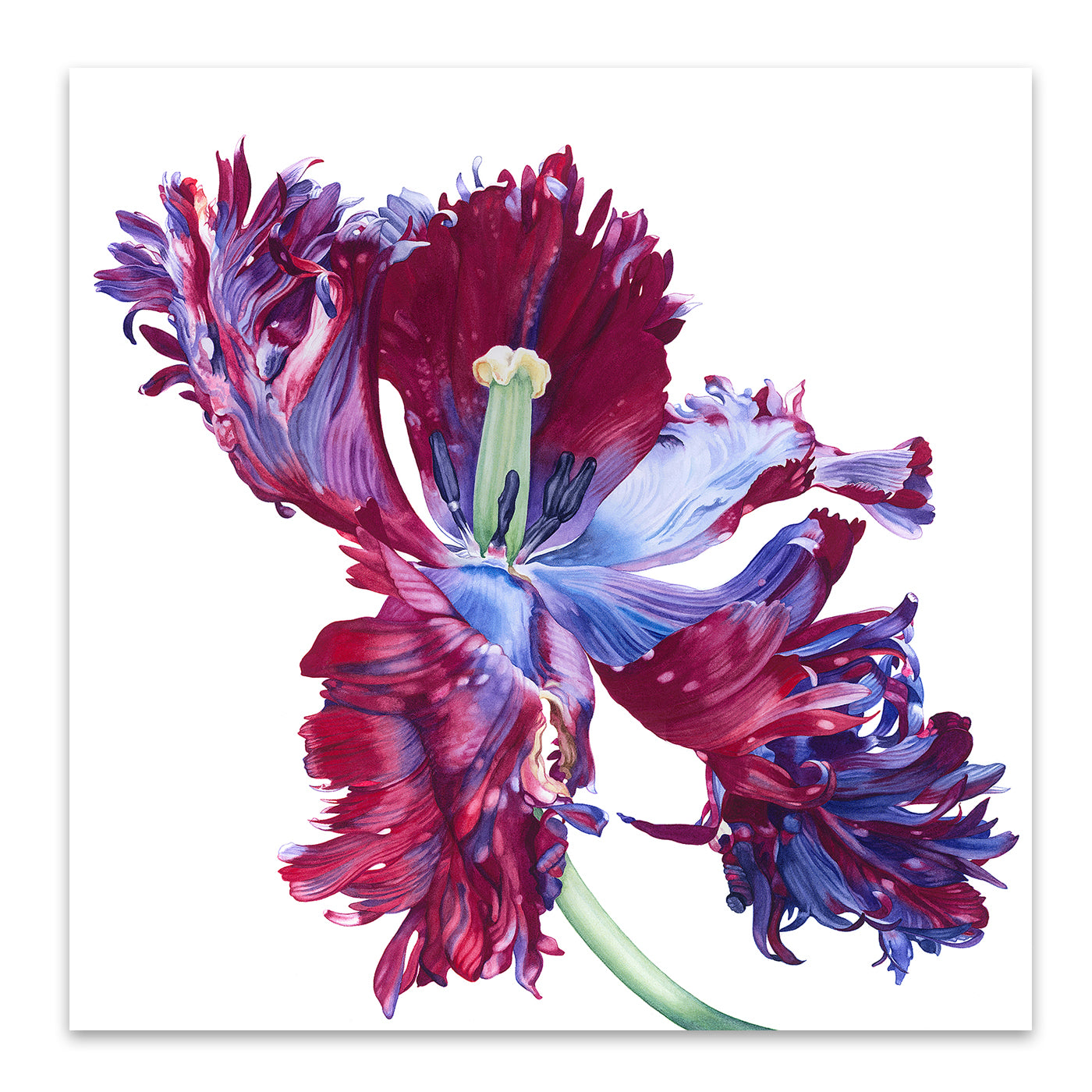 Parrot Tulip No 3 by Elizabeth Hellman Art Print - Art Print - Americanflat