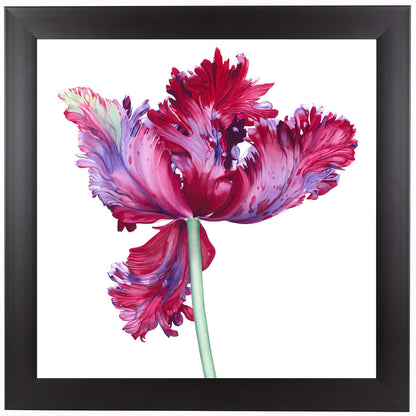 Parrot Tulip No 5 by Elizabeth Hellman Framed Print - Americanflat