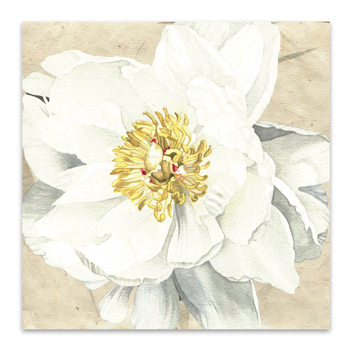 White Peony 1 by Elizabeth Hellman Art Print - Art Print - Americanflat