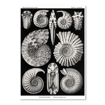 Haeckel Plate 44 by Coastal Print & Design Art Print - Art Print - Americanflat