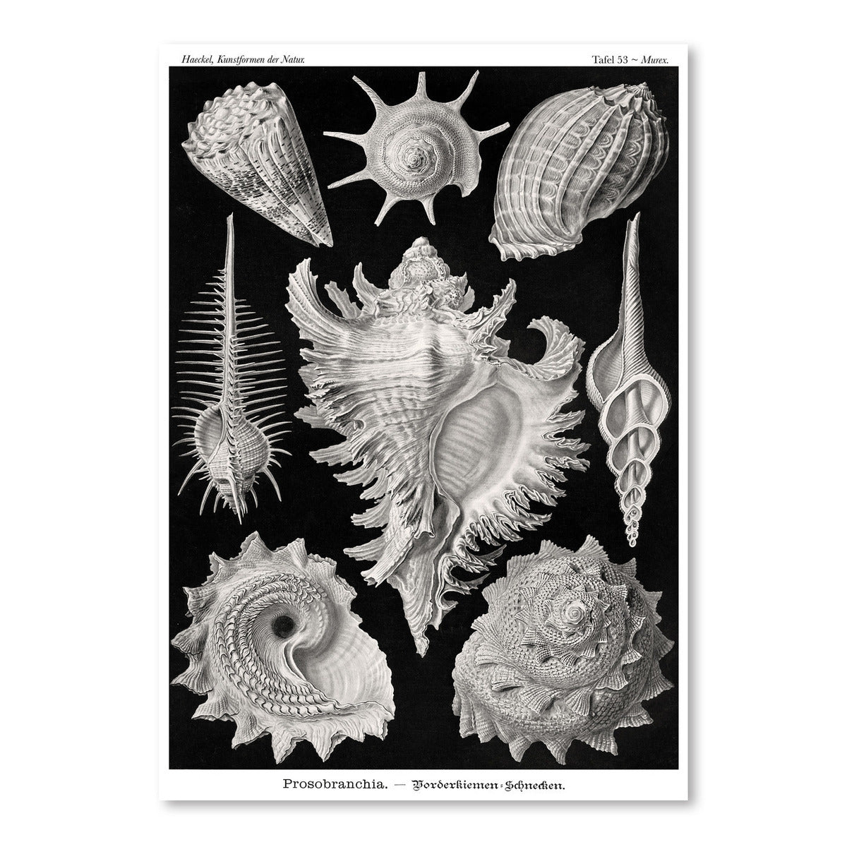 Haeckel Plate 53 by Coastal Print & Design Art Print - Art Print - Americanflat