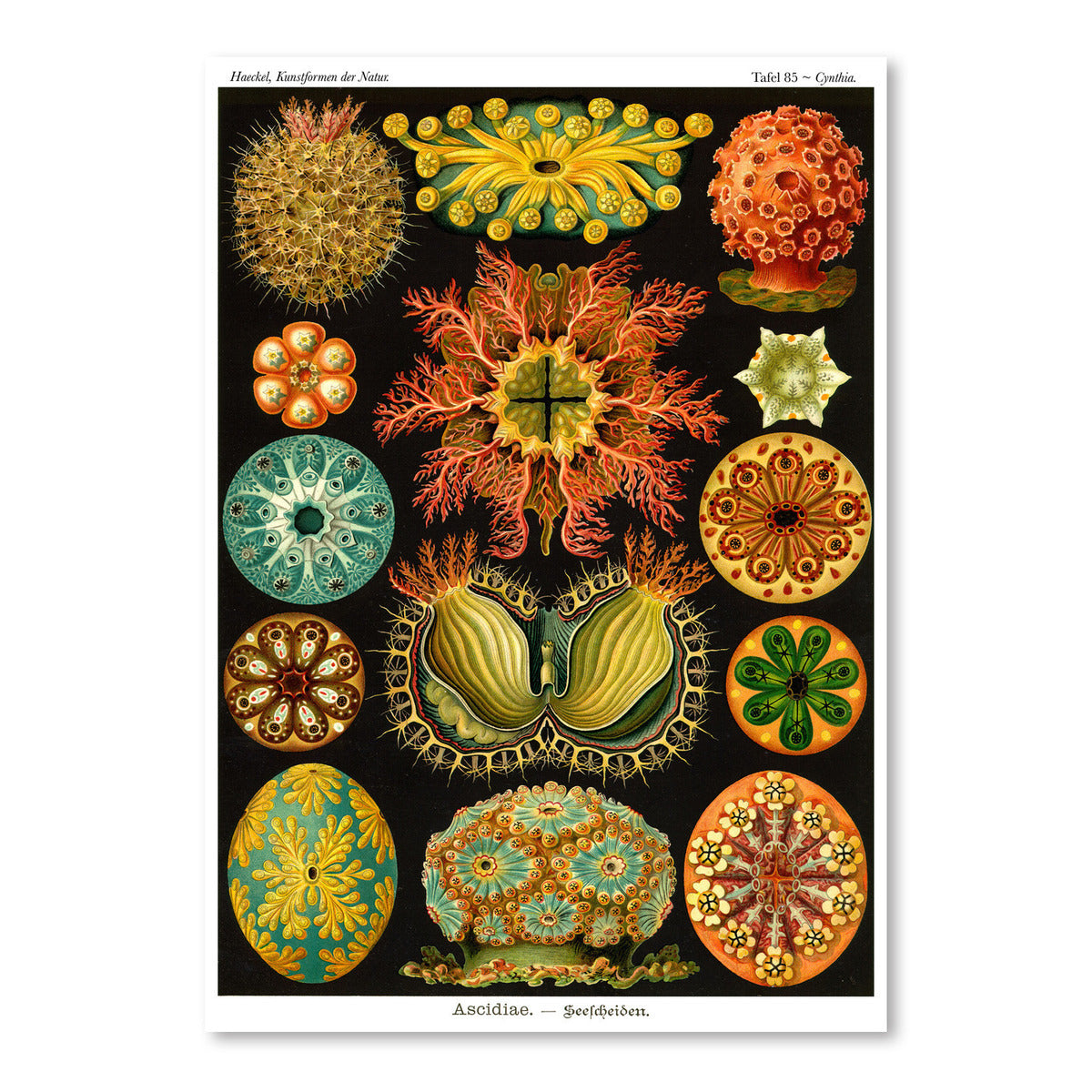 Haeckel Plate 84 by Coastal Print & Design Art Print - Art Print - Americanflat