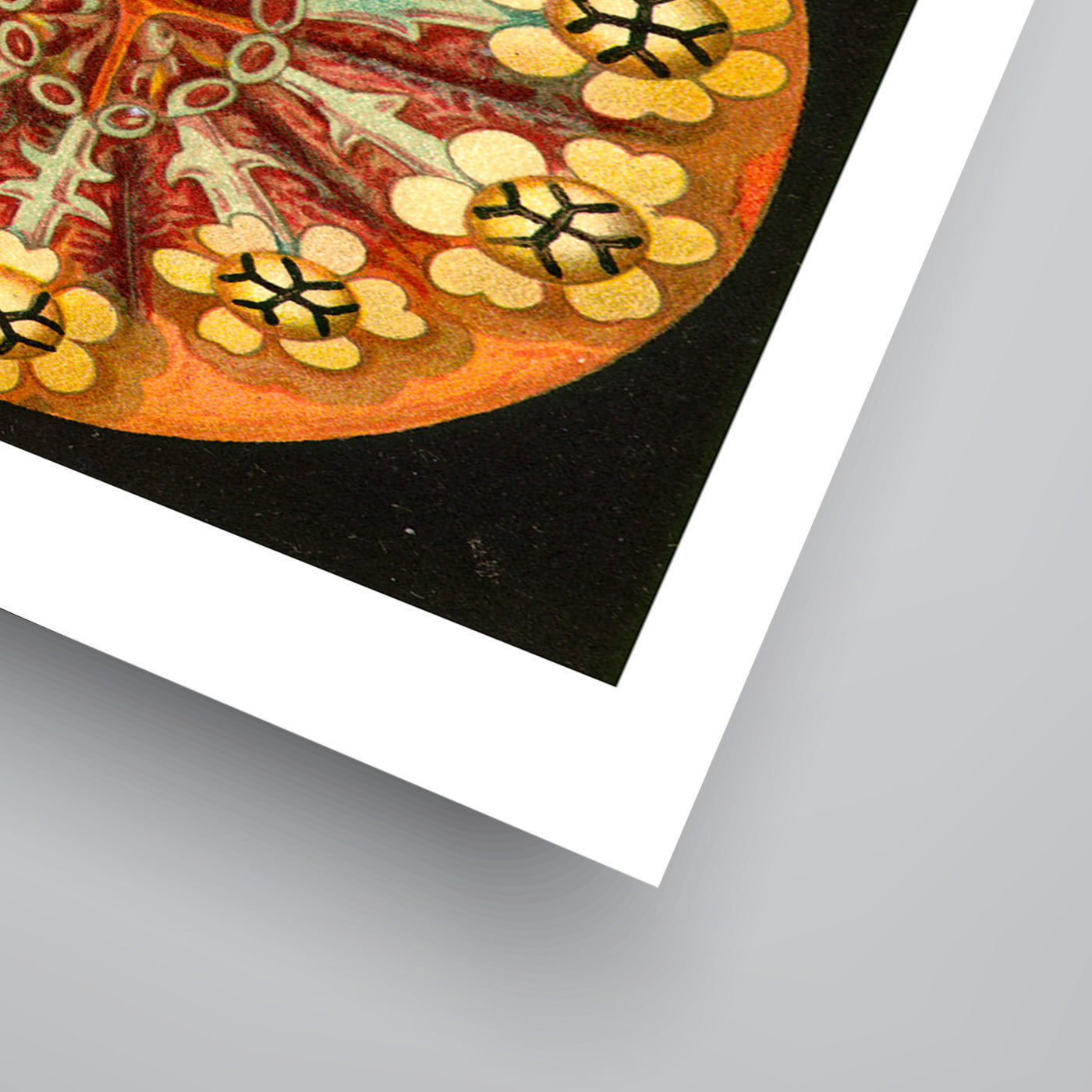 Haeckel Plate 84 by Coastal Print & Design Art Print - Art Print - Americanflat