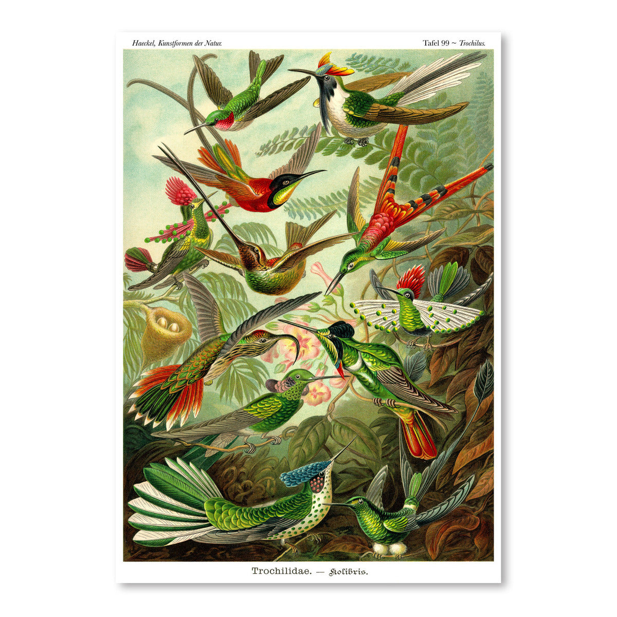 Haeckel Plate 99 by Coastal Print & Design Art Print - Art Print - Americanflat