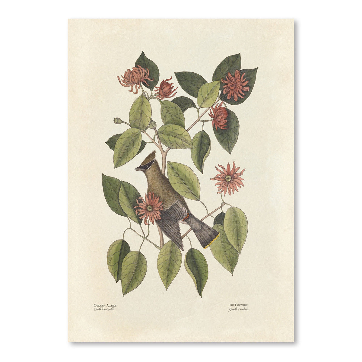 The Chatterer by Coastal Print & Design Art Print - Art Print - Americanflat