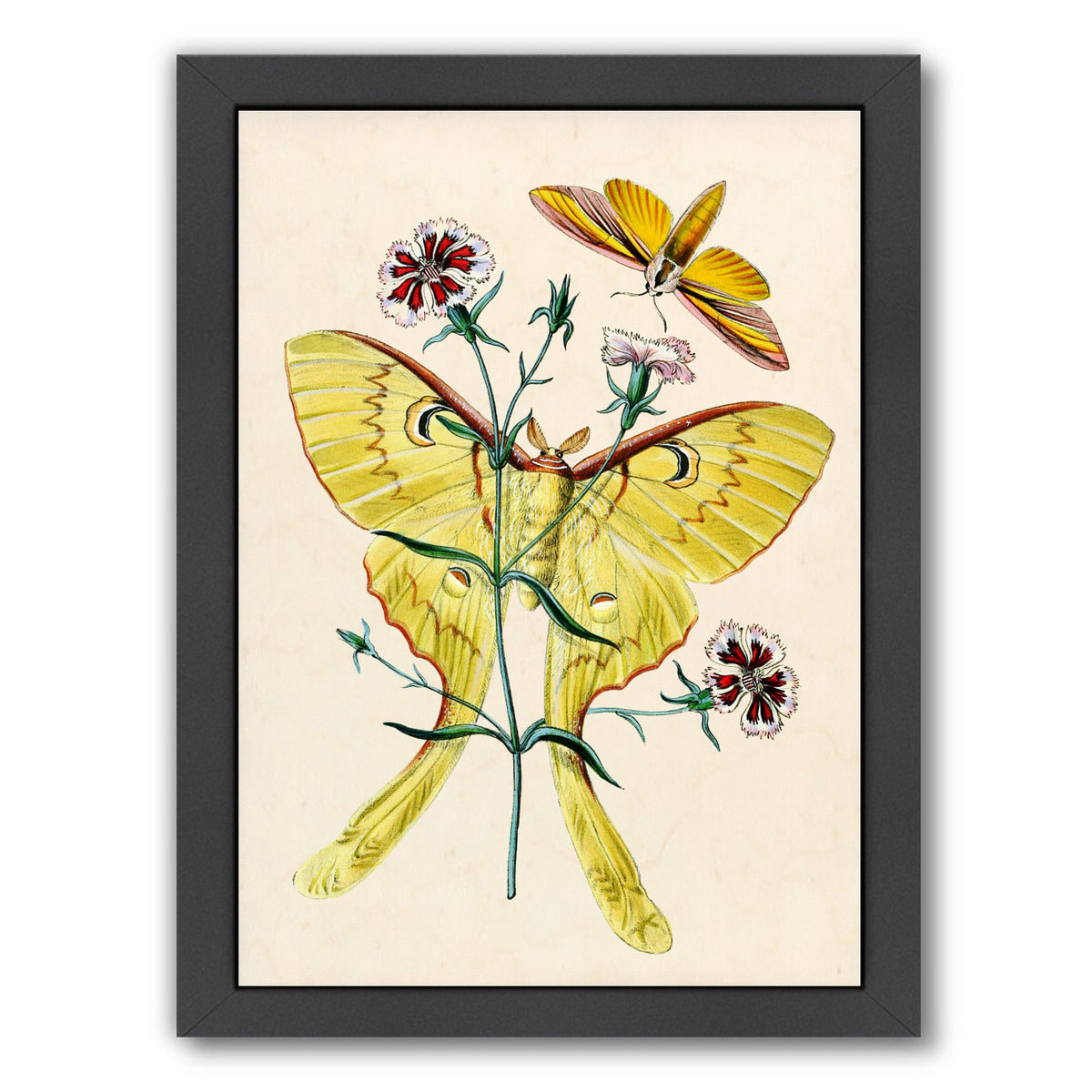 Yellow Moth by Coastal Print & Design Framed Print - Americanflat
