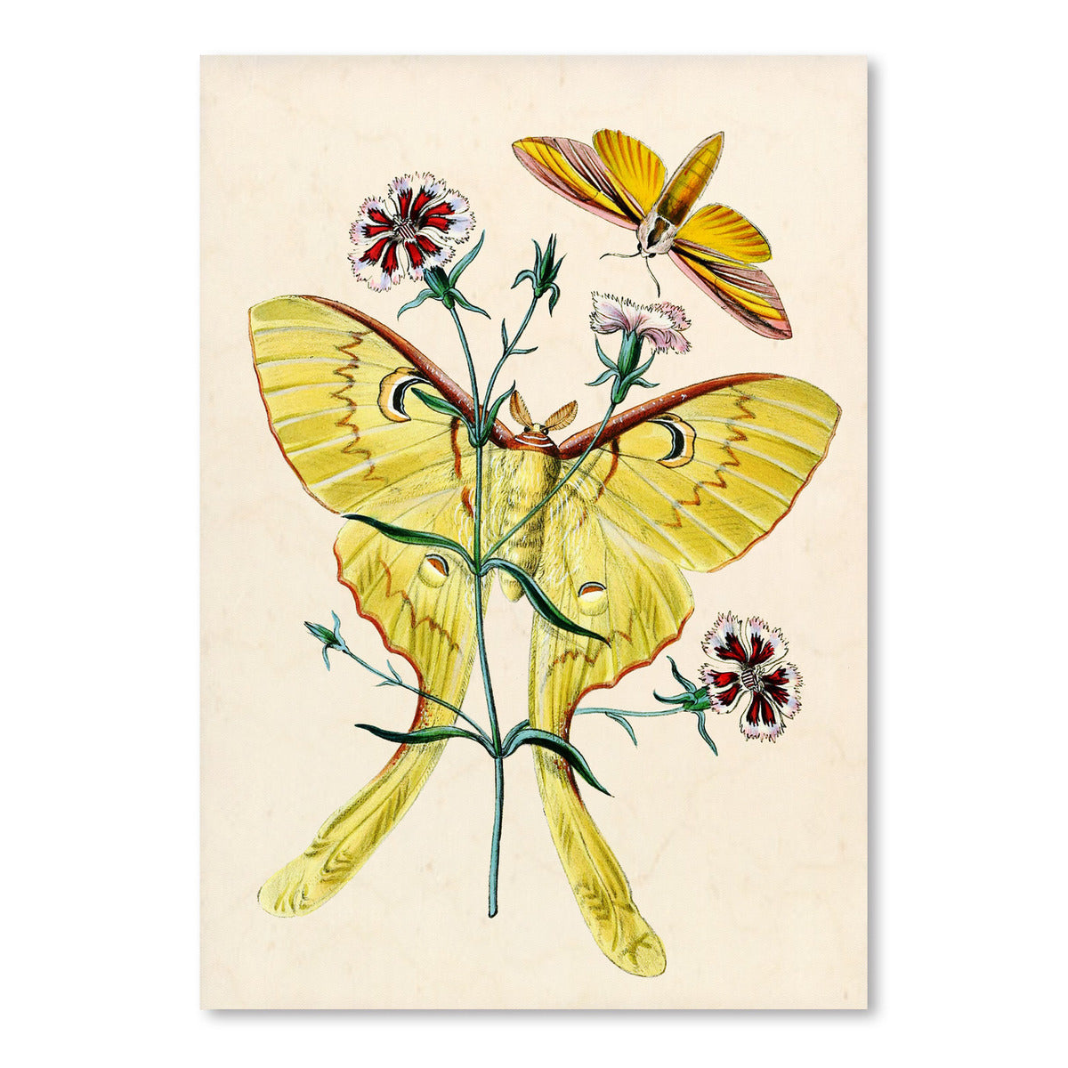 Yellow Moth by Coastal Print & Design Art Print - Art Print - Americanflat