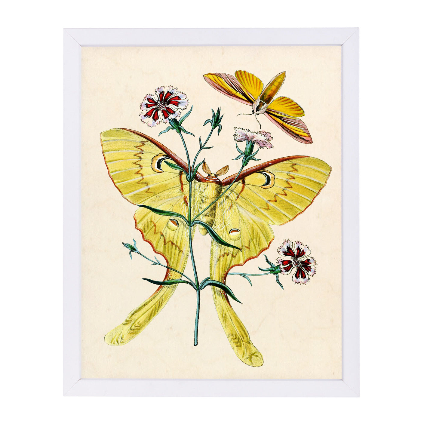 Yellow Moth by Coastal Print & Design Framed Print - Americanflat