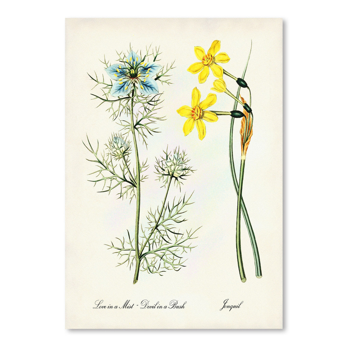 Jonquil by Coastal Print & Design Art Print - Art Print - Americanflat