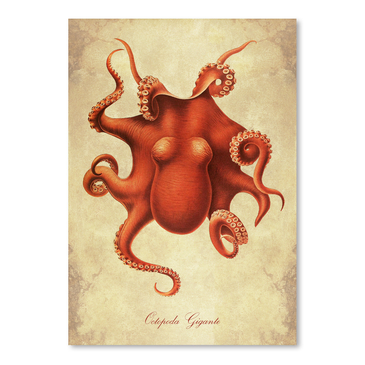 Octopoda Gigante by Coastal Print & Design Art Print - Art Print - Americanflat