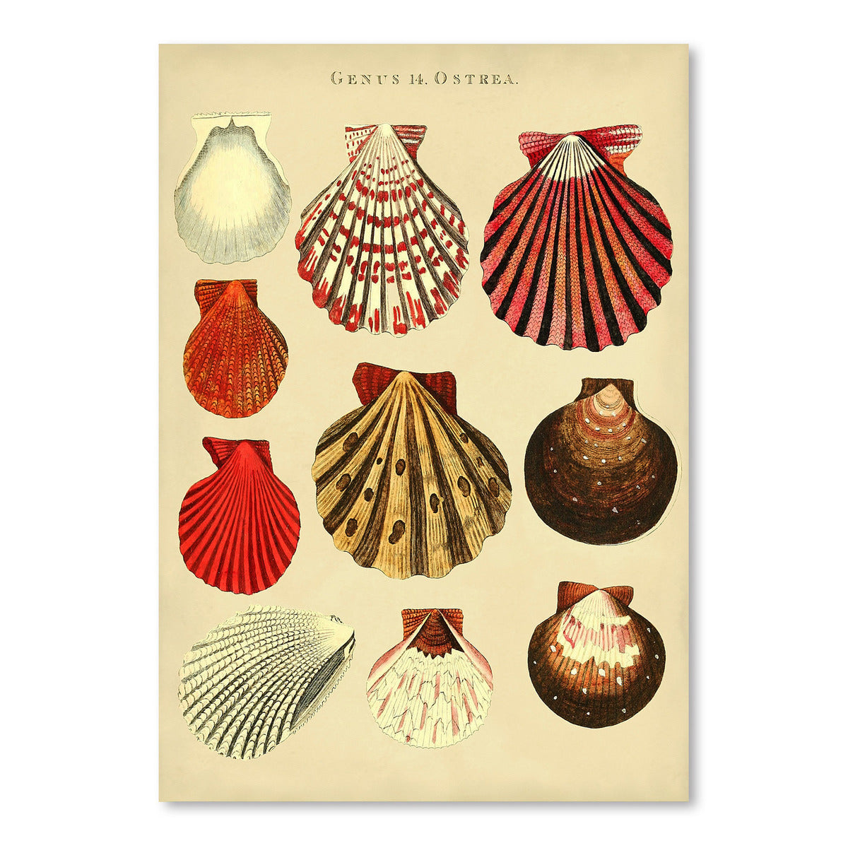 Oysters by Coastal Print & Design Art Print - Art Print - Americanflat