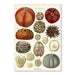 Sea Urchins by Coastal Print & Design Art Print - Art Print - Americanflat