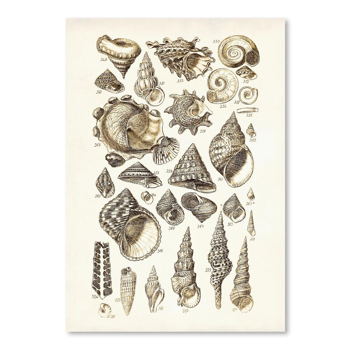Retro Shell Pages Vintage Shell Drawings
