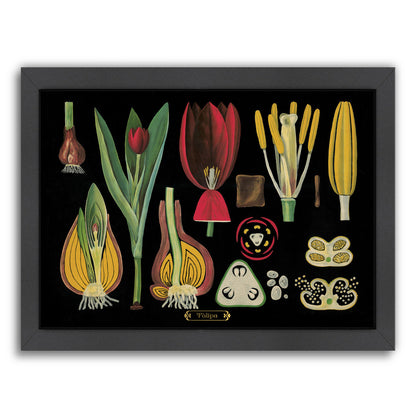 Tulips by Coastal Print & Design Framed Print - Americanflat