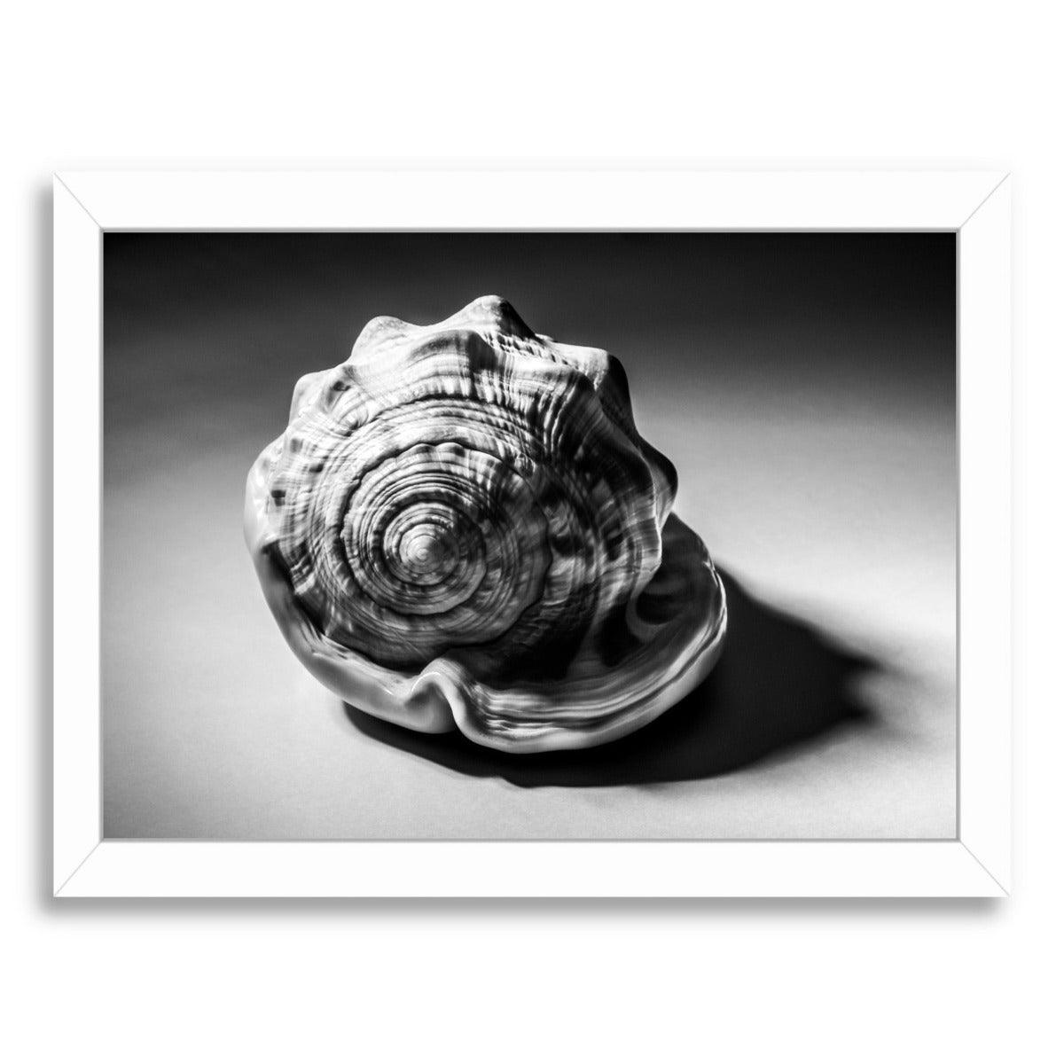 Shell Number 3 by Annie Bailey Framed Print - Americanflat