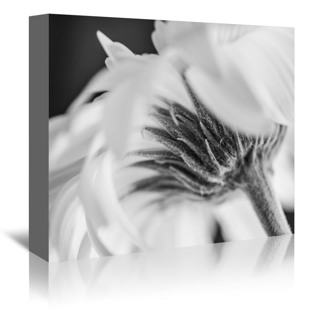 Daisy Vanilla ice by Ingrid Beddoes Wrapped Canvas - Wrapped Canvas - Americanflat