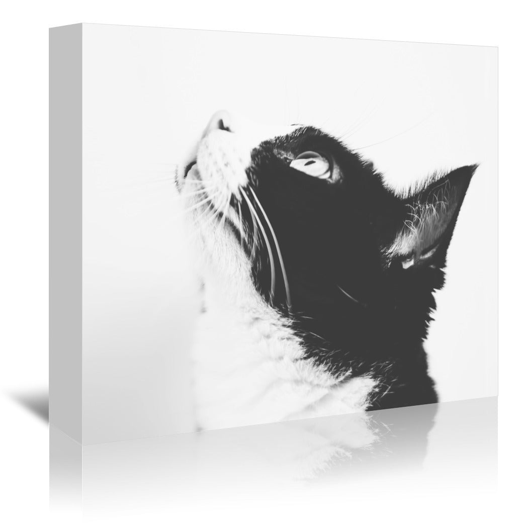 Day Dreaming by Ingrid Beddoes Wrapped Canvas - Wrapped Canvas - Americanflat