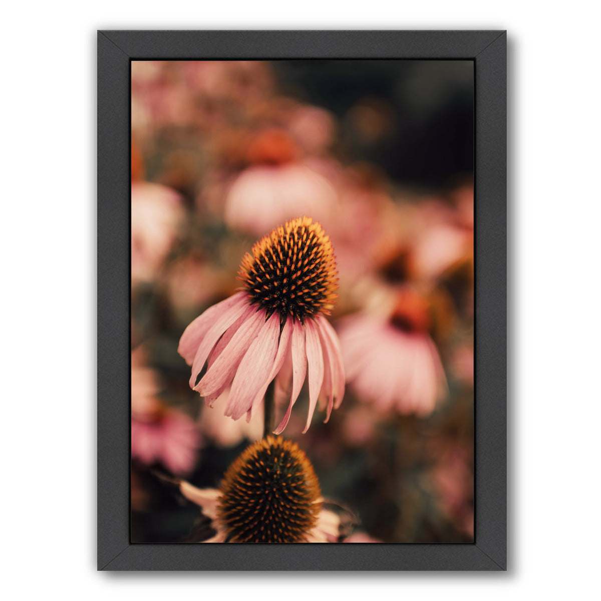 Echinacea by Ingrid Beddoes Framed Print - Americanflat